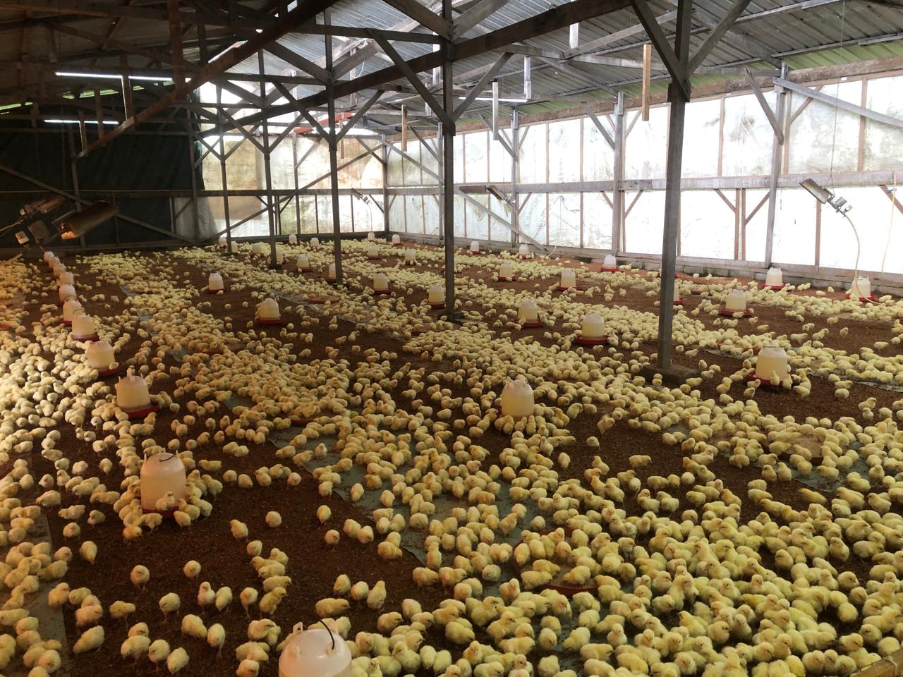 Poultry & Production